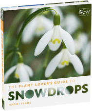The Plant Lover’s Guide to Snowdrops